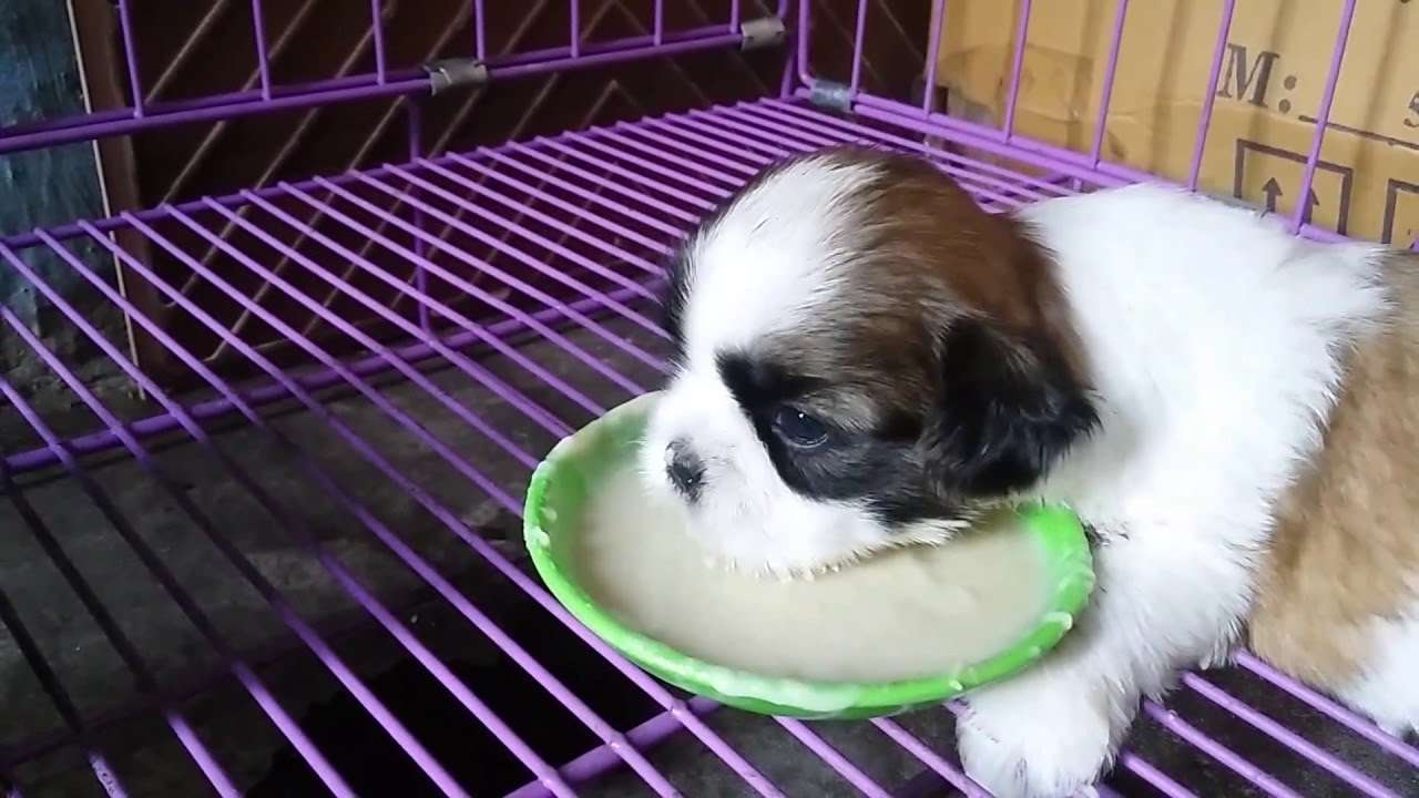 3 week Old puppies Eating Soft Food