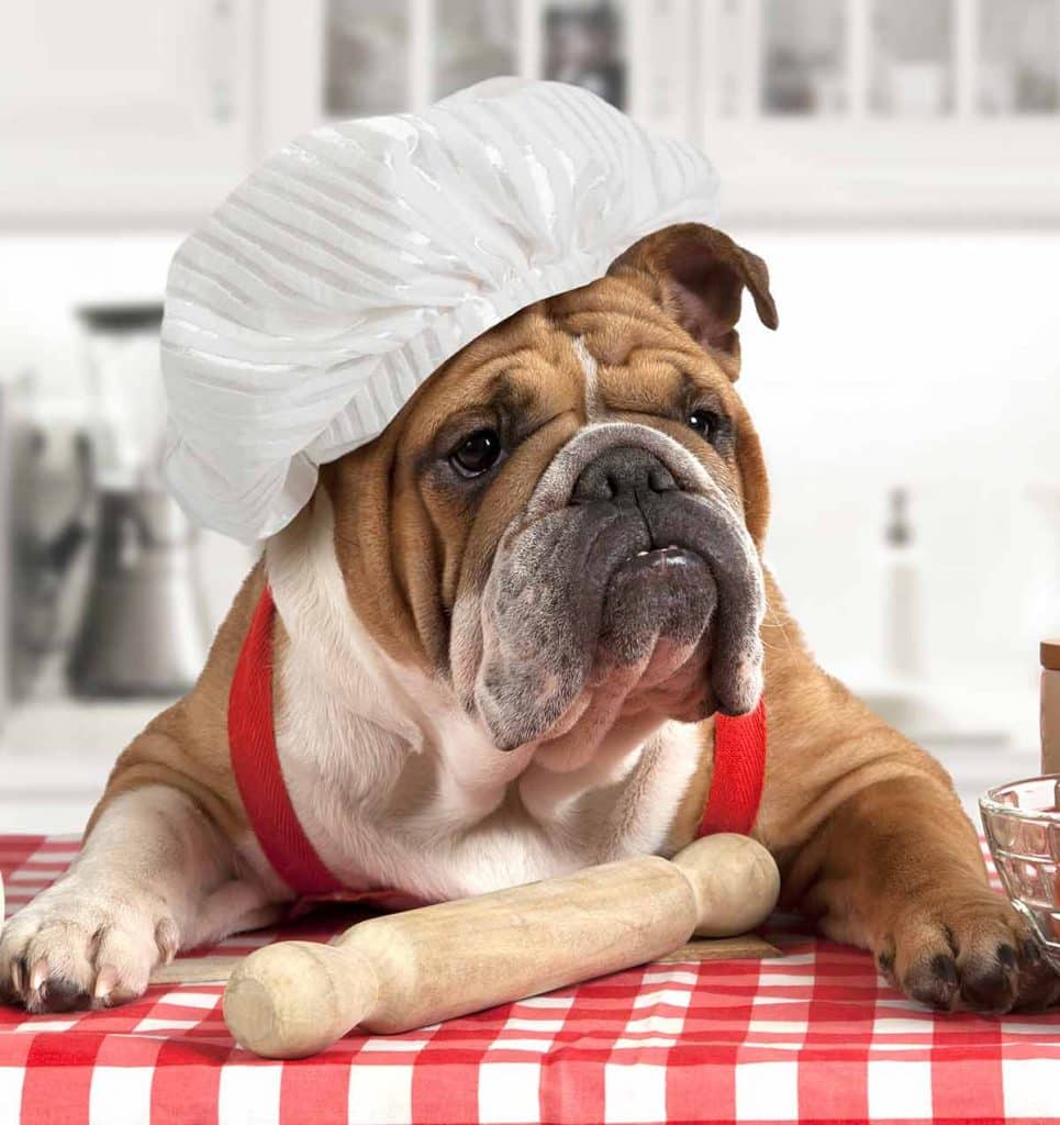 Best Dog Food for English Bulldogs
