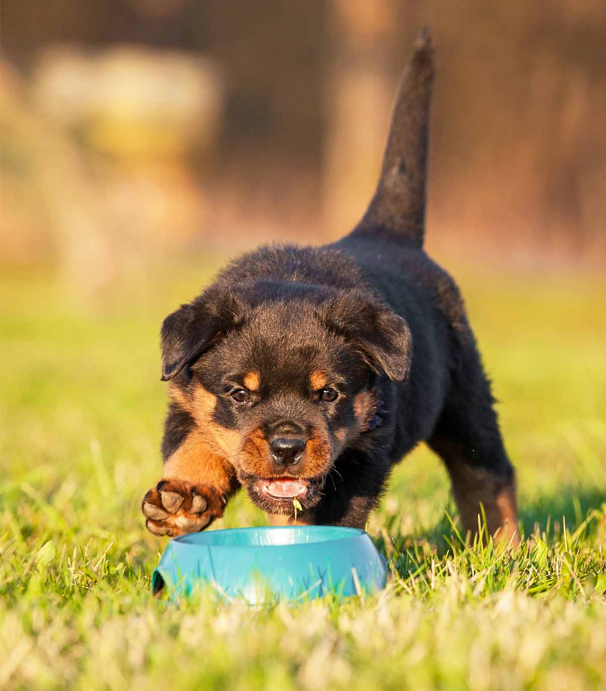 Best Food For Rottweiler Puppy Dogs
