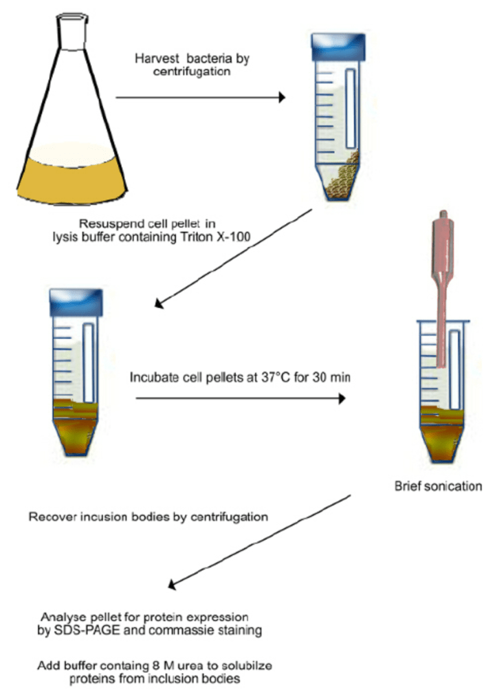 Cell Lysis Buffer Recipe Protein Purification