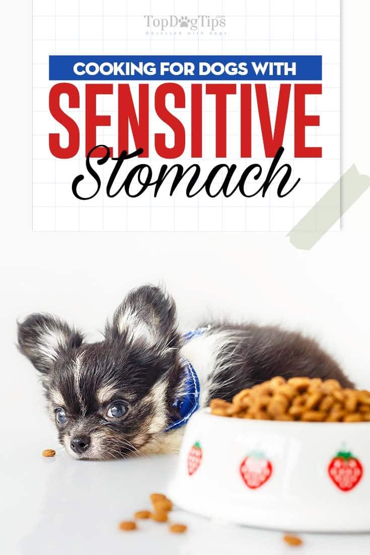 Dietary Guidelines for Dogs with Sensitive Stomachs