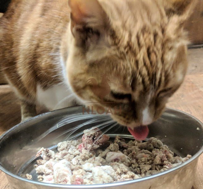 Homemade Raw Cat Food Recipes  New Life On A Homestead