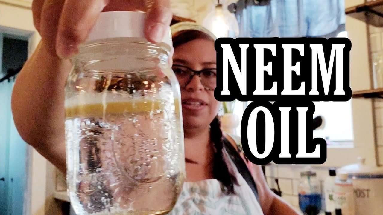 How to use NEEM OIL for pest control. Neem Oil Recipe and ...