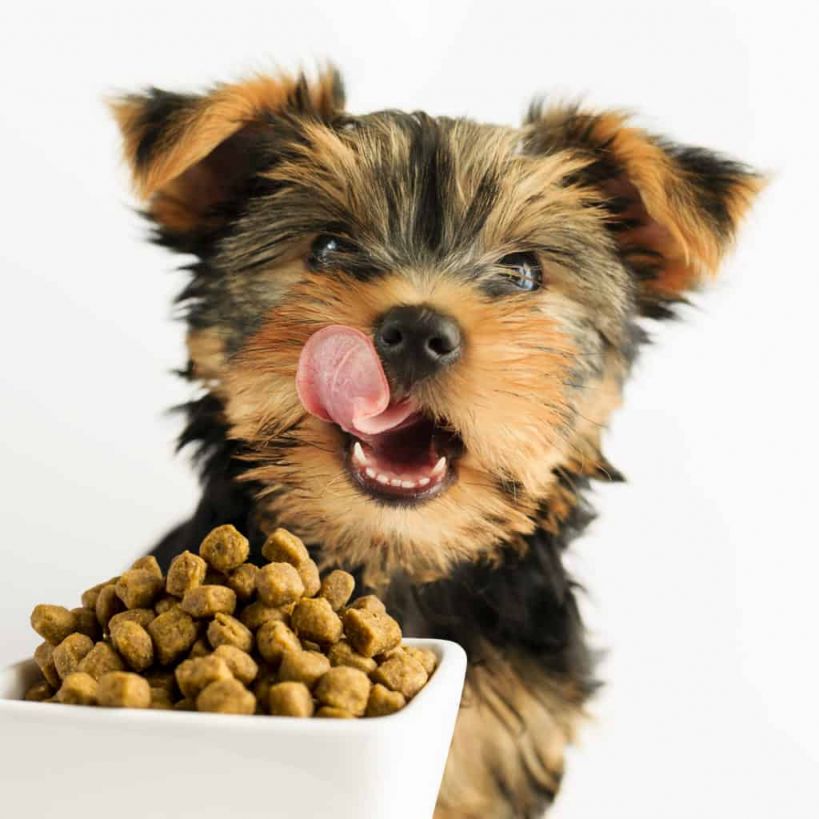 Yorkshire Terrier Homemade Dog Food
